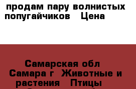 продам пару волнистых попугайчиков › Цена ­ 2 000 - Самарская обл., Самара г. Животные и растения » Птицы   . Самарская обл.